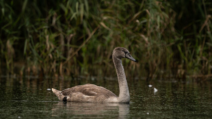 Young Mute Swan (Cygnus olor) on the lake among the reeds. Wildlife scene with water bird. Swan on summer day in calm water. Bird in the nature habitat