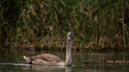 Young Mute Swan (Cygnus olor) on the lake among the reeds. Wildlife scene with water bird. Swan on...