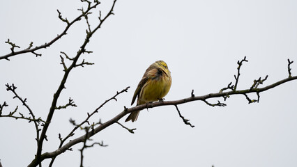 Yellowhammer (Emberiza citrinella) sits on branch in the crown of trees. Cloudy cold day