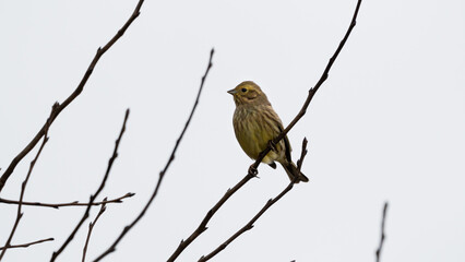 Yellowhammer (Emberiza citrinella) sits on branch in the crown of trees. Cloudy cold day