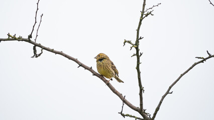 Yellowhammer (Emberiza citrinella) sits on branch in the crown of trees. Cloudy cold day