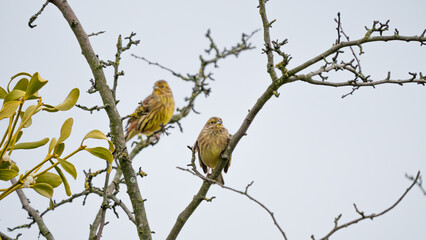Yellowhammer (Emberiza citrinella) couple sits on branch in the crown of trees. Cloudy cold day