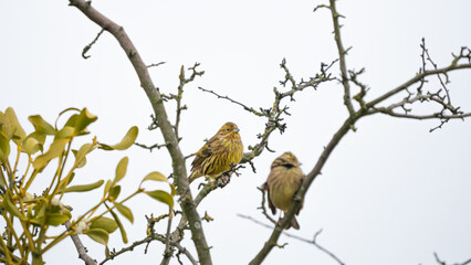 Yellowhammer (Emberiza citrinella) couple sits on branch in the crown of trees. Cloudy cold day