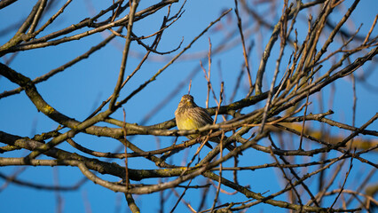 Yellowhammer (Emberiza citrinella) sitting on the branch of dry tree on blue sky background