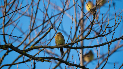 Yellowhammer (Emberiza citrinella) sitting on the branch of dry tree on blue sky background