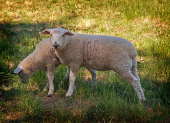 Obraz premium two sheep