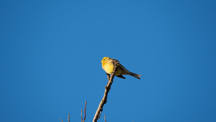 Yellowhammer (Emberiza citrinella) sitting on the branch of dry tree on blue sky background