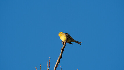 Yellowhammer (Emberiza citrinella) sitting on branch of bush on blue sky background