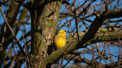 Yellowhammer (Emberiza citrinella) sitting on branch of tree on blue sky background