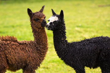 Obraz premium Cute alpaca babies on a farm