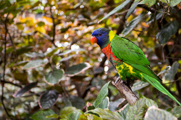 Rainbow lorikeet. colourful Australian parrot