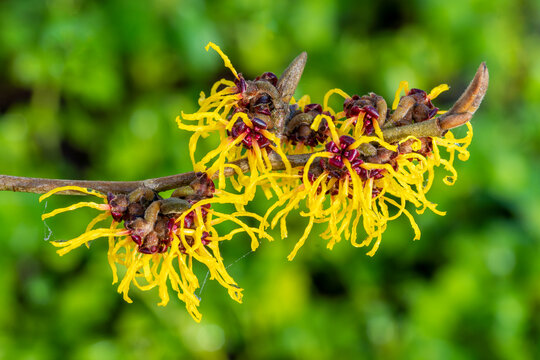 Hamamelis mollis (witch hazel) a winter spring flowering tree shrub plant which has a highly fragrant springtime yellow flower and leafless when in bloom stock photo image