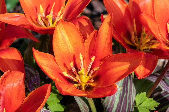 Tulip 'Early Harvest' a spring flowering bulbous plant with an orange red and yellow springtime flower commonly known as stock photo image