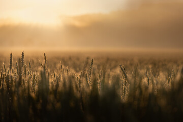 Green wheat covered in dew during late spring sunrise, spider web also covered in drops of morning...