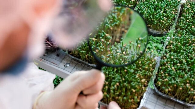 A scientist looks at the leaves of a microgreen under a magnifying glass close-up. Healthy food concept.