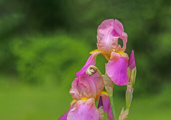 Graceful pink Bearded Iris with yellow beard isolated bloom in garden