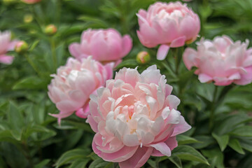 Fototapeta premium Pretty Pink Pastel Peonies in garden springtime 