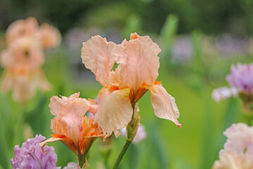 Fototapeta na wymiar Tall Bearded Iris, Iridaceae, pink peach Augustine variety, in Spring garden 