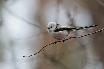 bird on a branch