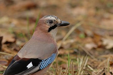 blue jay on a branch