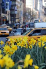 Busy New York City Roundabout in Spring with blooming daffodils and yellow taxi cabs
