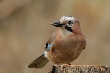 close up of a bird on a branch