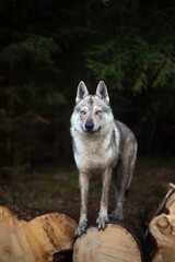 Czechoslovakian wolfdog standing on the wood strain