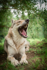 Obraz premium Czechoslovakian Wolfdog lying and smiling in the summer