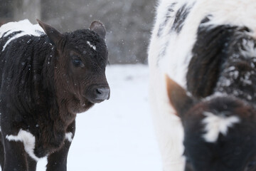 Winter snow with calves on farm close up, cute beef calf face in weather.