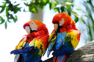 Colorful macaw birds at zoo preening close up.