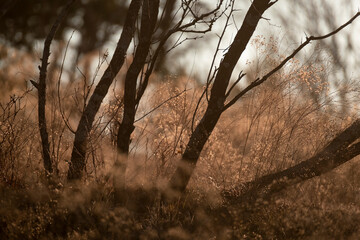 Fototapeta premium Mesquite tree trunk in Texas landscape