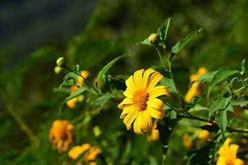 Beautiful flowers in the garden Blooming in the summer.