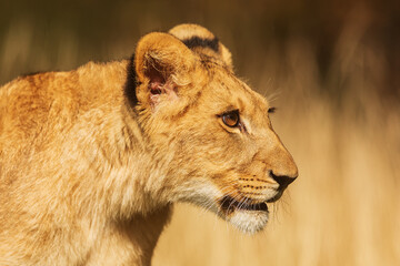 Obraz na płótnie Canvas dangerouse lion (Panthera leo) lioness head close-up portrait