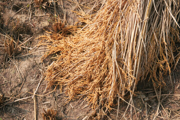 Dried golden-yellow coloured rice ears piled on agricultural field, at the end of harvesting season. Shot during winter season in Bihar, India. India is world's 2nd largest producer of paddy rice.