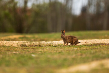 European rabbit (Oryctolagus cuniculus) sitting in a meadow near the forest