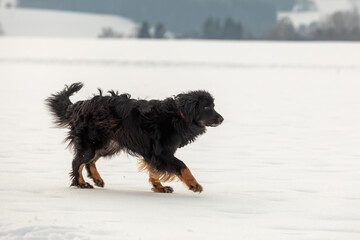 female black and gold Hovie, dog hovawart cautiously running on the snow
