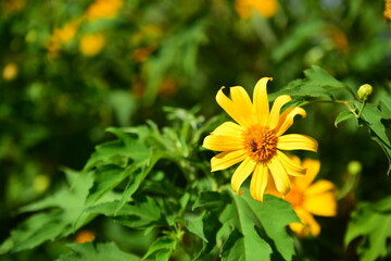 Beautiful flowers in the garden Blooming in the summer.