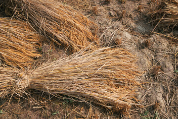 Bundles up dried golden-yellow coloured rice ears lying on agricultural field, at the end of harvesting season. Shot  in Bihar, India. India is world's 2nd largest producer of paddy rice.