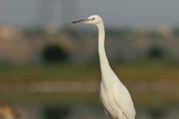 great white egret