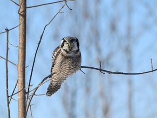 Northern Hawk Owl Sitting on Tree Branch in Winter