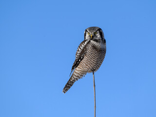 Northern Hawk Owl Perched on Top of the Tree on Blue Sky