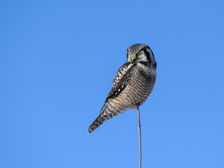 Northern Hawk Owl Perched on Top of the Tree on Blue Sky