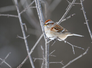 American Tree Sparrow Sitting on Tree Branch in Winter on Gray Background