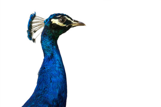 Curious peacock on a white background, close-up photo in profile
