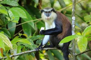 Tuinposter Mona monkey sitting on a tree, Grand Etang National Park, Grenada © donyanedomam