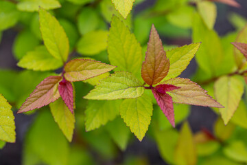 Decorative spirea bushes in the garden. Landscape design.