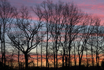 Obraz premium Sehnsuchtsfoto: Sonnenaufgang in Winsen Luhdorf im Winter durch die Bäume