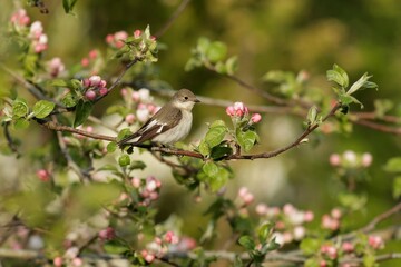 bird on a branch