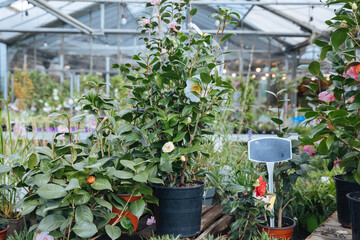 Camellia plant in a pot. Plants for sale at a nursery 