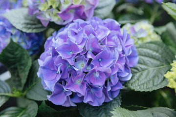Blue Hydrangea. Plants for sale at a nursery 